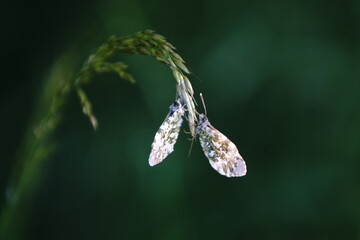 butterfly on a leaf