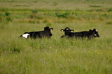 cows in a field