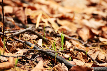 Snake crawls on dry leaves between tree branches in forest with copy space. High quality photo