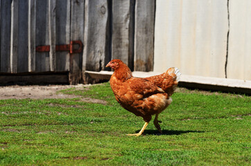 A young red-haired chicken walks on the green grass in the yard of a country house against a wooden fence. High quality photo