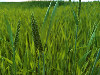 fresh green wheat field during summer day.