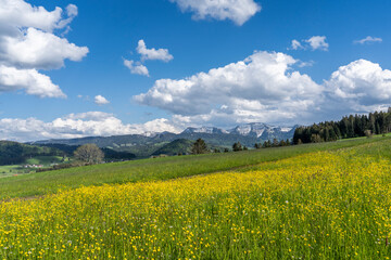 beatiful mountain landscape with yellow blooming meadows , snowcapped mountains and blue sky with Nagelfluh mountain chaie an Mount Hochgrat, Allgaeu area near Oberstaufen, Bavaria