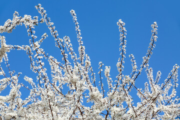 Beautiful blossoming tree outdoors on spring day