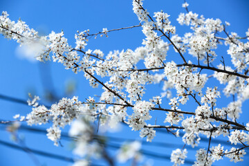 Beautiful blossoming tree outdoors on spring day