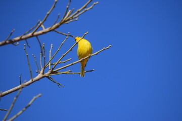 Canário