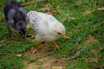 chicks alone in field