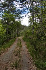 Fototapeta premium road in the woods with dense vegetation, in the Ligurian hinterland at Sassello
