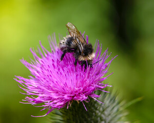 Wet bumblebee collects nectar on pink sow thistle flower