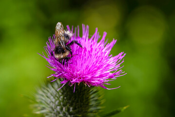 Wet bumblebee collects nectar on pink sow thistle flower