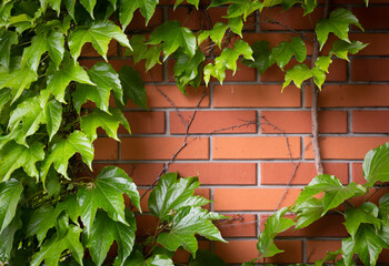 Red brick wall with  frame in the form of green grape leaves and empty space for text
