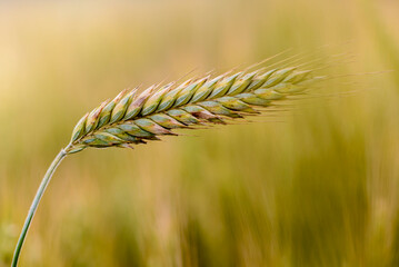 Spikes of ripe rye on the field on sunny day