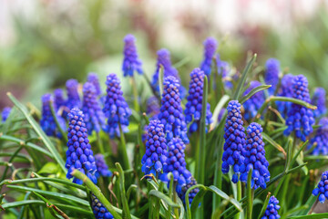 Tender blue muscari flowers in spring garden