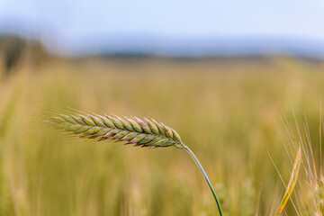 Spikes of ripe rye on the field on sunny day
