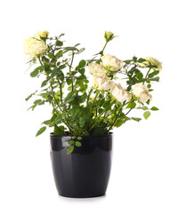 Beautiful roses in pot on white background
