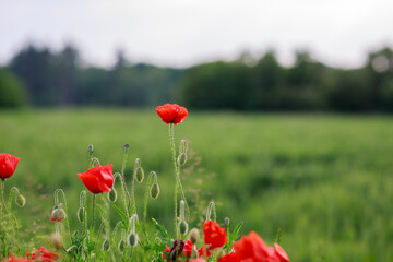 Obraz premium Mohnblumen am Straßenrand im Sommer