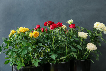 Beautiful roses in pots on dark background