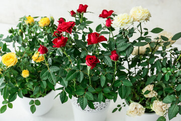 Beautiful roses in pots on light background