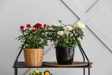 Beautiful roses in pots on shelf near light wall