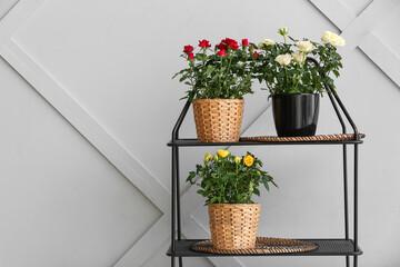 Fototapeta na wymiar Beautiful roses in pots on shelf near light wall
