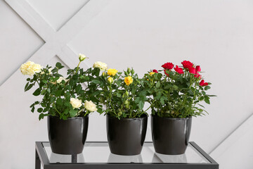 Beautiful roses in pots on table near light wall