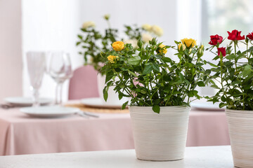 Fototapeta na wymiar Beautiful roses in pots on table in kitchen