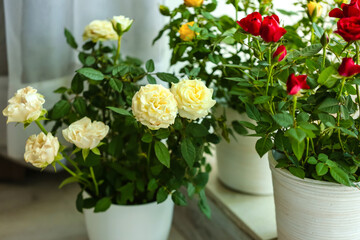 Obraz na płótnie Canvas Beautiful roses in pots on floor in room
