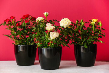 Beautiful roses in pots on table near color wall