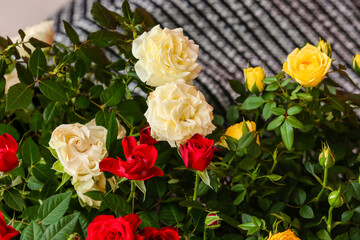 Beautiful roses in pots on table, closeup