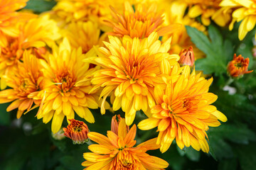 Background of bright orange chrysanthemums that bloomed on flower bed