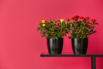 Beautiful roses in pots on table near color wall
