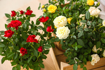 Beautiful roses in pots on table, closeup