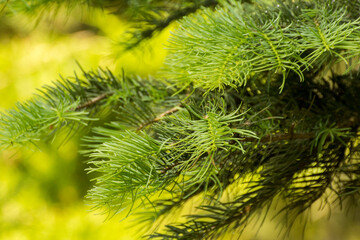 green twigs of spruce on the background of green nature © Paulina