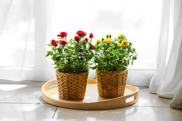 Beautiful roses in pots on floor near window