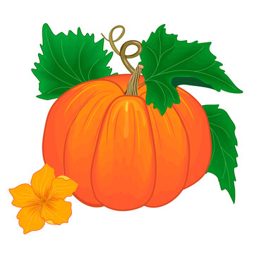 Ripe orange pumpkin vegetable with green leaves and yellow flower vector illustration,autumn harvest.Realistic  botanical design isolated on white background.Illustration of nutrition.
