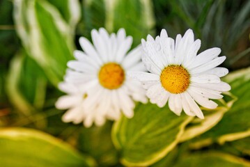 two beautiful white daisies (chamomile) in the garden among the greenery close-up