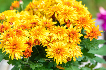 Background of bright orange chrysanthemums that bloomed on flower bed