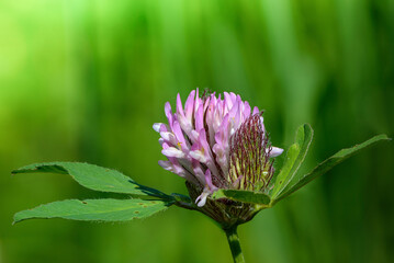 Pink clover bud with several leaves on green background