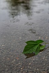 Lonely green leaf floating in an autumn puddle in the rain close-up