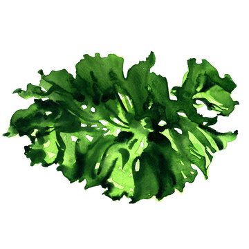 Green sea weed, seaweed, anaaosa, ana-aosa, Ulva pertusa Kjellman, aonori, Japanese food, object close-up, isolated, hand drawn watercolor illustration on white background