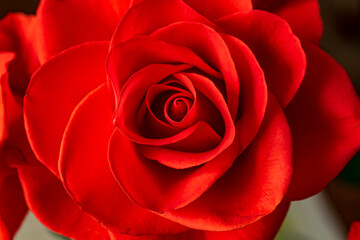 red rose close up