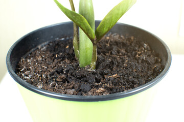Watering houseplant in the soil. Close up.