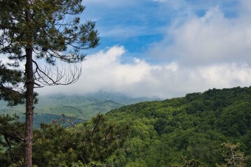 verdant landscapes of woods and forests of Liguria