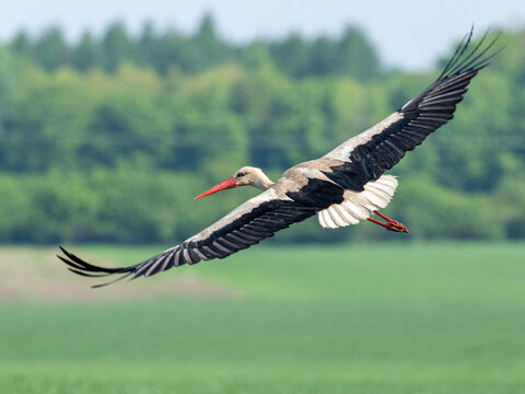 Bocian biały złapany tej wiosny
