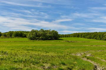 A collective farm field surrounded on all sides by a dense forest.