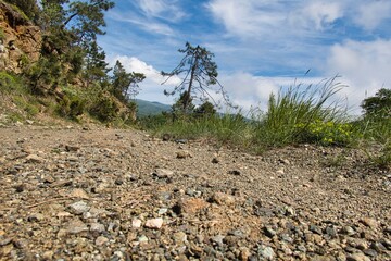 road in the woods with dense vegetation, in the Ligurian hinterland at Sassello