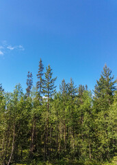 Young trees are directed by crowns into the blue summer sky.