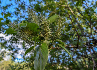 A branch of a tree with shaggy leaves. Close-up.