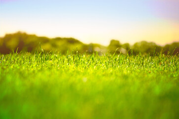 Fototapeta na wymiar A grassy field on a sunny day