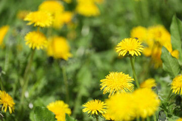 Yellow dandelions in a green field. Selective focus on the flower