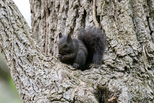 Black squirrel eating a nut sitting in a tree
